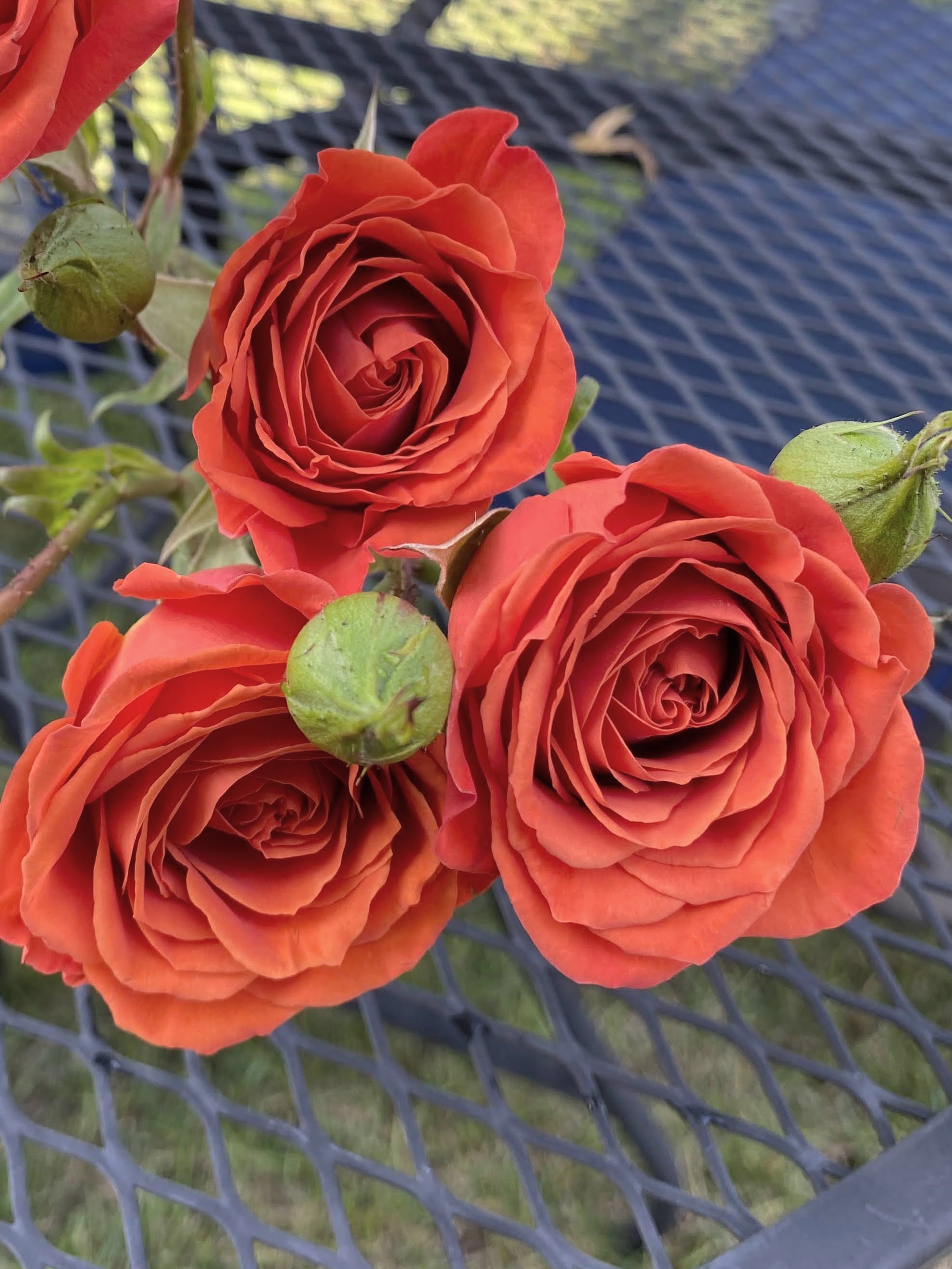 Orange Spray Roses